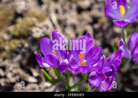 Insect poilu collectant le nectar de crocus violets en fleurs dans un parterre ensoleillé, mettant en évidence la biodiversité naturelle et l'arrivée du printemps Banque D'Images