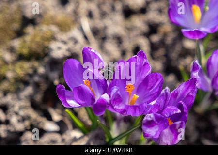 Macro d'un bourdon duveteux reposant sur une fleur de crocus violet vif, mettant en évidence les pétales délicats et la pollinisation au printemps, symbolisant la nature Banque D'Images