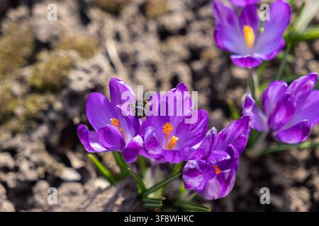 Une petite abeille recueille du pollen doré sur un pétale de crocus violet en fleurs au début du printemps, symbolisant l'harmonie écologique et l'arrivée du temps chaud wi Banque D'Images