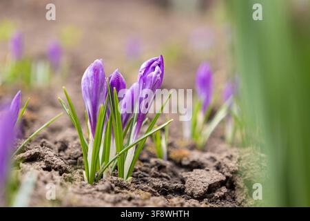 Vue macro des tendres fleurs de crocus émergeant de la terre sèche, représentant la transition vers le printemps avec une vie botanique fraîche, la croissance, la beauté florale et Banque D'Images