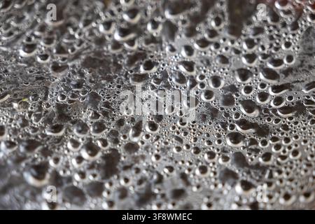 Vue macro rapprochée des perles de condensation de vapeur sur une couverture en plastique transparent posée sur des boulettes de pâte chaudes, mettant en évidence la fraîcheur naturelle et l'appétit Banque D'Images