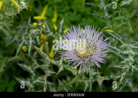 Chardon-Marie (Silybum marianum) en fleur dans le parc rural d'Anaga, Ténérife, îles Canaries Banque D'Images