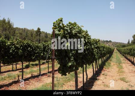 Vignoble cultivant des raisins de vin Sauvingnon Blanc Riesling, il appartient à Givat Yishayahu dans les Shephelah ou Lowlands Hills, Israël. Banque D'Images