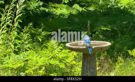 Geai bleu (Cyanocitta cristata) perché sur le bord d’un bain d’oiseaux en béton vu de dos, montrant un plumage bleu et blanc vif, une végétation luxuriante de fougères vertes b Banque D'Images