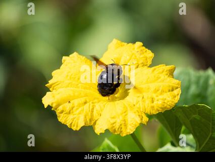 Close-up d'une grosse abeille charpentière en vol libre projetant une ombre sur une fleur jaune vif sur un fond vert clair Banque D'Images