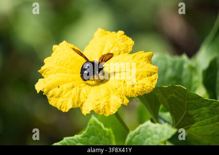 gros plan d'une grosse abeille charpentière se nourrissant d'une fleur jaune vif sur un fond vert clair Banque D'Images