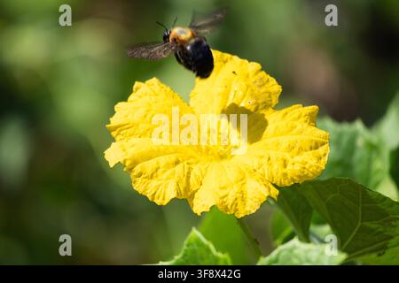 Close-up d'une grosse abeille charpentière en vol libre projetant une ombre sur une fleur jaune vif sur un fond vert clair Banque D'Images