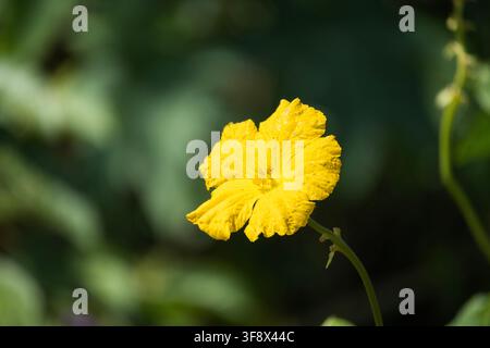 Grossissement d'une grande fleur jaune sauvage sur un fond vert foncé Banque D'Images
