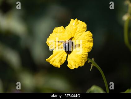 Gros plan d'une grosse abeille charpentière se nourrissant d'une fleur jaune vif sur un fond vert foncé Banque D'Images