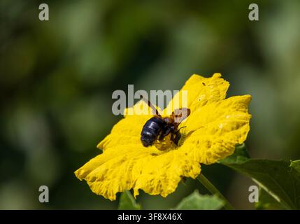 Gros plan d'une grosse abeille charpentière se nourrissant d'une fleur jaune vif sur un fond vert foncé Banque D'Images