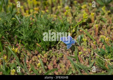 Polyommatus icarus, Papillon bleu commun, aux ailes bleu-violet vif reposant parmi la végétation des prairies dans un habitat naturel de prairies. Banque D'Images