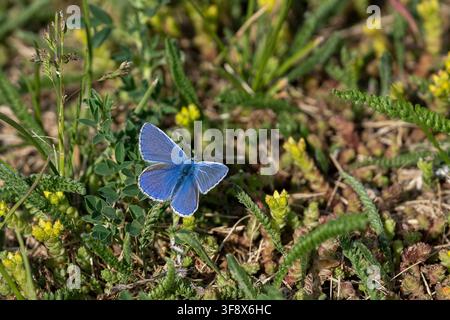 Polyommatus icarus, Papillon bleu commun, aux ailes bleu-violet vif reposant parmi la végétation des prairies dans un habitat naturel de prairies. Banque D'Images