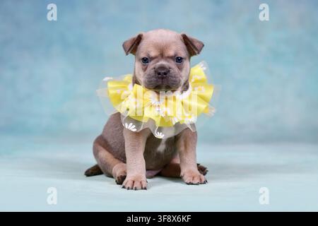 Puppy Bulldogge française portant un collier jaune avec une petite fleur devant un fond bleu doux Banque D'Images