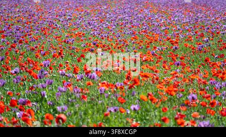 Des fleurs vives recouvrent le sol d'un grand champ. Le soleil brille tandis que des gens marchent à travers les floraisons colorées. Les abeilles et les papillons se déplacent en profitant des fleurs. Banque D'Images