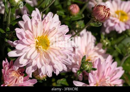 Un macro-plan détaillé d'une tête de chrysanthème rose doux en fleurs dans un jardin ensoleillé. Ce rapproché botanique de haute qualité capture le jaune doré Banque D'Images
