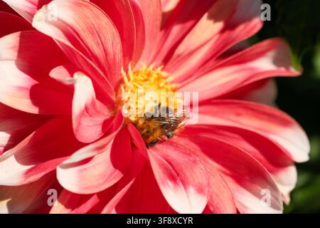 Un macro détaillé d'une bourdonneuse duveteuse recueillant du nectar sur une dahlia bicolore rouge et blanc éclatant sous un soleil d'été radieux. Cette haute quali Banque D'Images