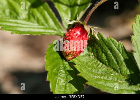 Photo macro d'une fraise des bois rouge mûrante, Fragaria vesca, poussant sur une tige avec des feuilles vertes fraîches. Cette capture de nature de haute qualité met en vedette une s Banque D'Images