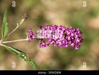 Prise de macro d’un épi de fleurs violettes éclatantes d’un buisson de papillons, Buddleja davidii Nanho Purple, en fleurs à l’extérieur dans un jardin ensoleillé. Cette haute qualité Banque D'Images