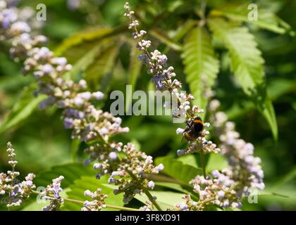 Macro détaillée d'une seule bourdon posée sur une branche fleurie d'un chaste, Vitex agnus-castus, sous un soleil d'été éclatant. L'image montre Banque D'Images