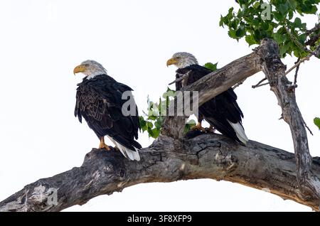 Deux aigles à tête blanche d'Amérique, un couple, reposant ensemble sur la branche d'un grand peuplier. Banque D'Images