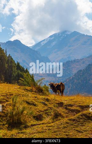 Vache brune solitaire paissant sur l'herbe dorée d'une colline. Des montagnes majestueuses s'élèvent en arrière-plan, certains sommets saupoudrés de neige sous un ciel bleu clair Banque D'Images