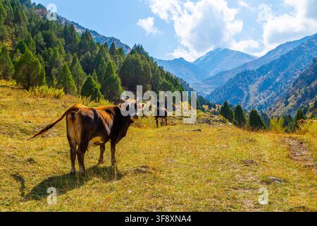 Deux vaches paissent paisiblement dans une prairie ensoleillée et sèche au pied d'une chaîne de montagnes boisées. La vache au premier plan est brune et blanche, regardant la v Banque D'Images