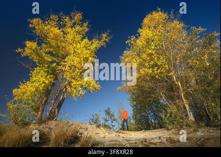 Homme en excursion en plein air par une journée d'automne ensoleillée, avec des arbres jaunes devant un ciel bleu profond Banque D'Images