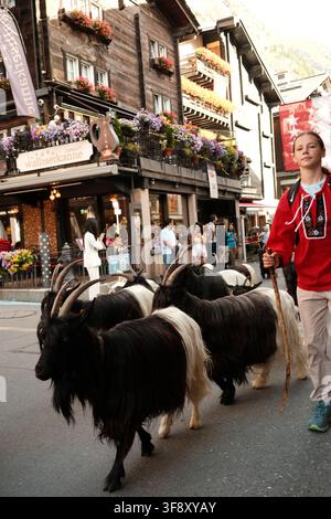 Zermatt, Suisse Parade des chèvres été 2026 Banque D'Images