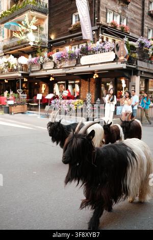 Zermatt, Suisse Parade des chèvres été 2026 Banque D'Images