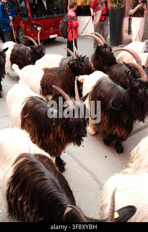 Zermatt, Suisse Parade des chèvres été 2026 Banque D'Images