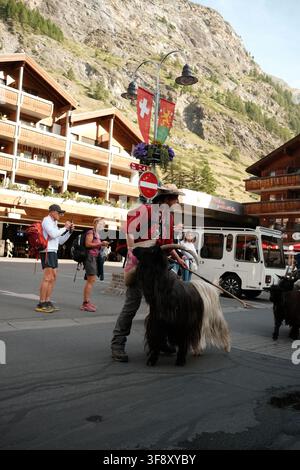 Zermatt, Suisse Parade des chèvres été 2026 Banque D'Images