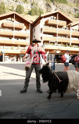 Zermatt, Suisse Parade des chèvres été 2026 Banque D'Images