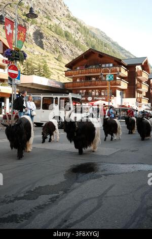 Zermatt, Suisse Parade des chèvres été 2026 Banque D'Images