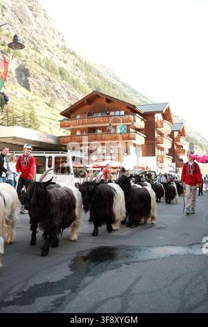 Zermatt, Suisse Parade des chèvres été 2026 Banque D'Images