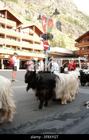 Zermatt, Suisse Parade des chèvres été 2026 Banque D'Images