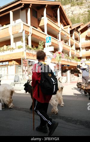 Zermatt, Suisse Parade des chèvres été 2026 Banque D'Images