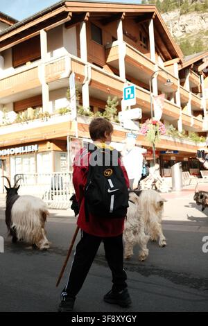 Zermatt, Suisse Parade des chèvres été 2026 Banque D'Images