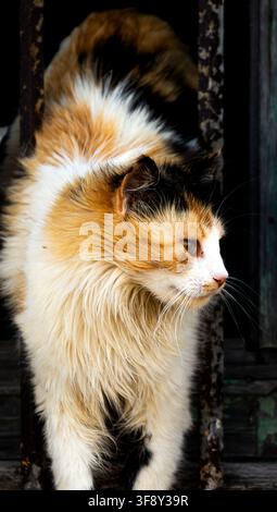 Chatte pelucheuse orange, blanche et noire regardant au loin, capturée dans un cadre rustique avec un éclairage dramatique et un pelage détaillé. Banque D'Images