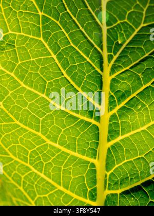 Macro rapprochée d'une feuille verte vibrante montrant des veines proéminentes et une texture complexe, éclairée en contre-jour pour mettre en valeur les motifs cellulaires et la symétrie naturelle — id Banque D'Images