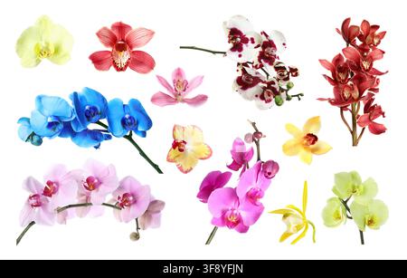 Fleurs d'orchidée de différentes couleurs isolées sur blanc, ensemble Banque D'Images