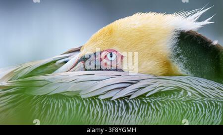 Extrême gros plan d'un pélican brun en plumage de reproduction reposant avec sa tête nichée dans ses plumes à San Diego, Californie. Banque D'Images
