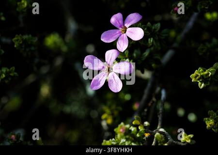 Saponaria ocymoides, le soapwort de roche ou Ted de tumbling, est une espèce de plante à fleurs vivaces semi-persistantes. Banque D'Images