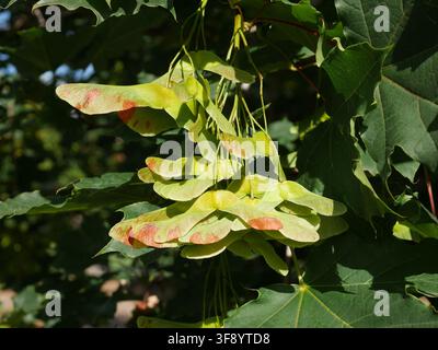 Samaras en développement de l'érable de Norvège (Acer platanoides) suspendues parmi un feuillage vert sous la lumière du soleil de fin d'été dans le Colorado, États-Unis. Banque D'Images