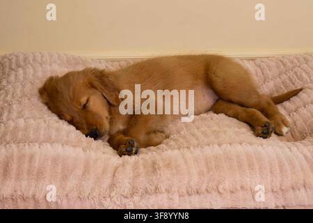 Chiot Golden Retriever endormi reposant sur un lit doux rose pour chien à l'intérieur Banque D'Images