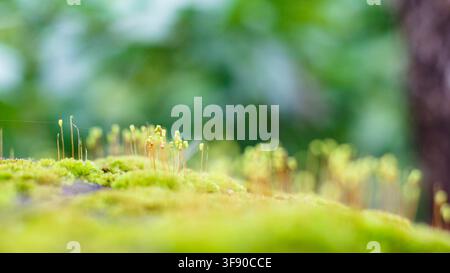 Vue macro d'un groupe prospère de mousse verte, gros plan avec une lumière douce du jour et des couleurs naturelles vibrantes. Banque D'Images