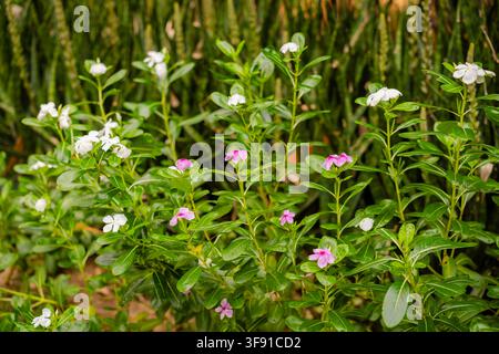 Un groupe éclatant de fleurs de Catharanthus roseus en pleine floraison dans un cadre de jardin naturel. Banque D'Images