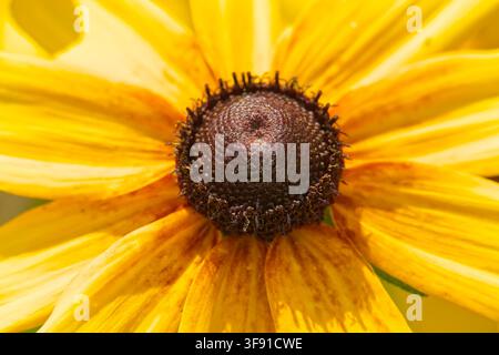 Vue détaillée d'une fleur de Rudbeckia hirta jaune vif mettant en valeur son cône brun foncé texturé et ses pétales délicats en pleine floraison Banque D'Images