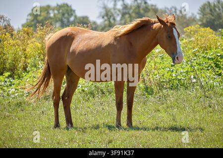 Cheval bai debout calmement dans une prairie verte par une journée ensoleillée Banque D'Images