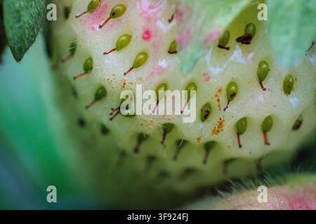 Extrême macro rapprochée de la surface de la fraise avec ses pépins Banque D'Images