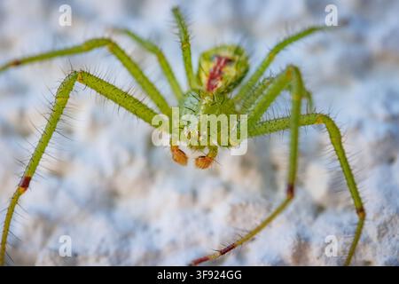 Araignée crabe photographiée en gros plan sur un mur pâle Banque D'Images